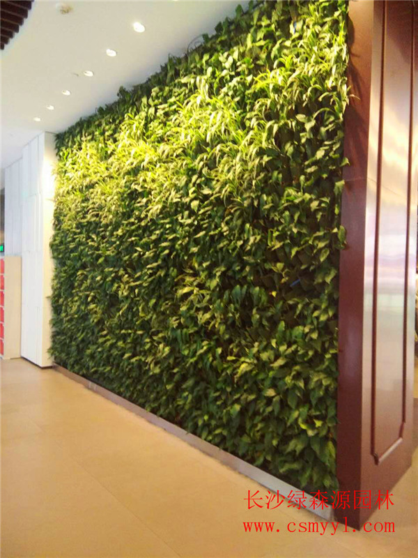 长沙植物墙