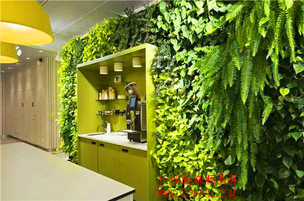 湖南植物墙