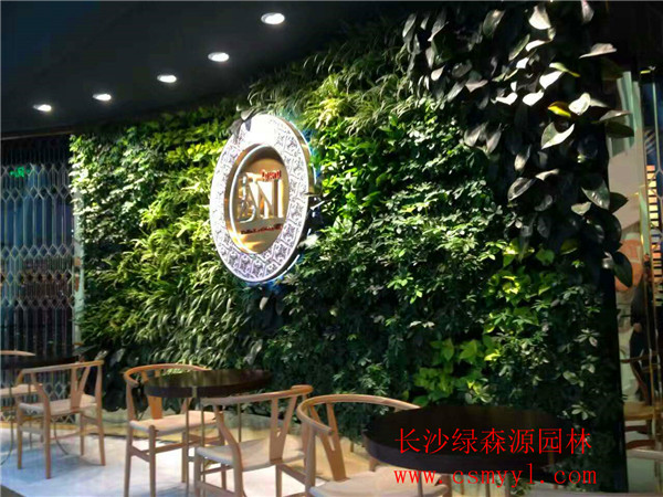 湖南植物墙