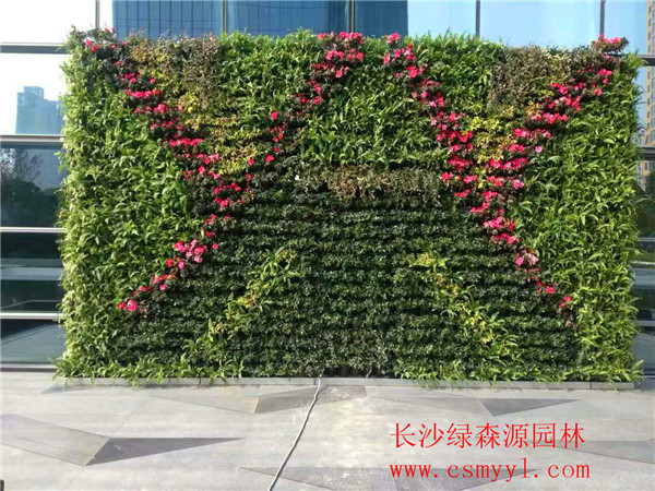 湖南植物墙