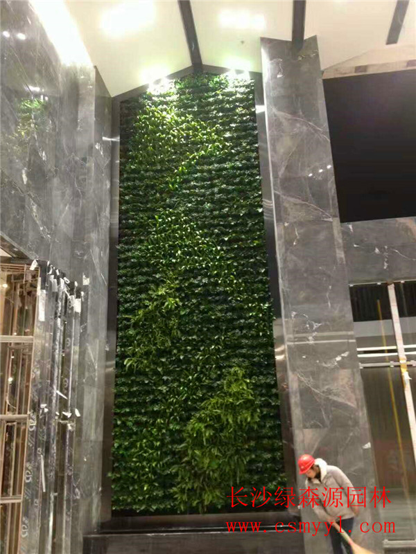 长沙植物墙