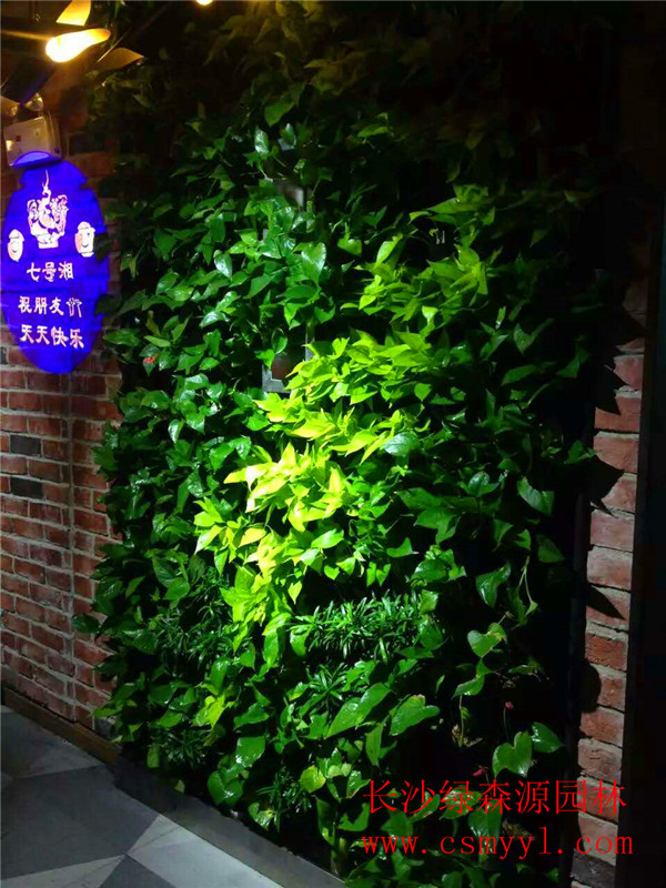 长沙植物墙
