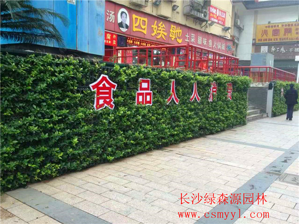 湖南植物墙