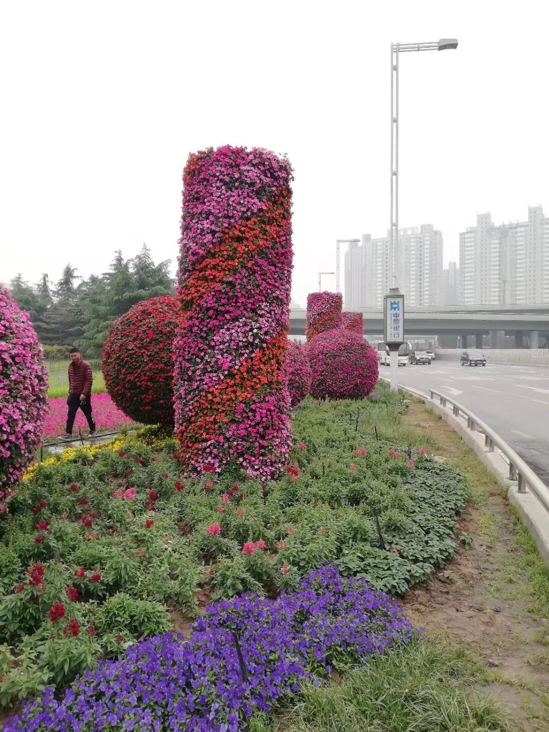 五色草花球花柱系列