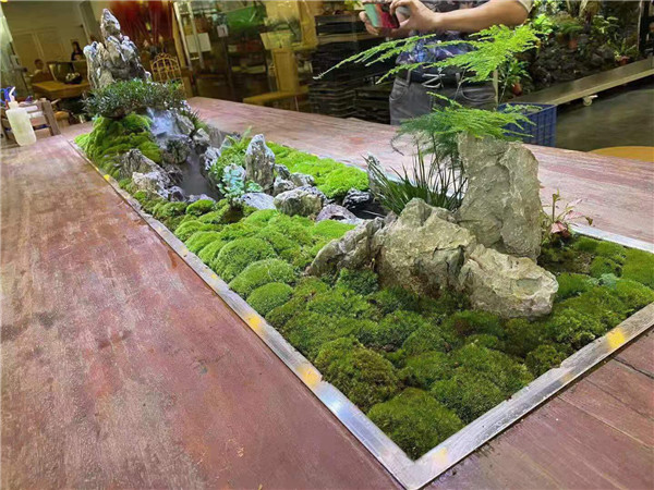 室内植物造景