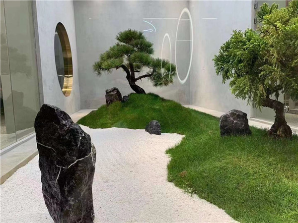 造型国汉松