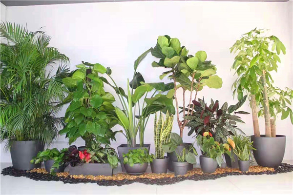 植物堆景