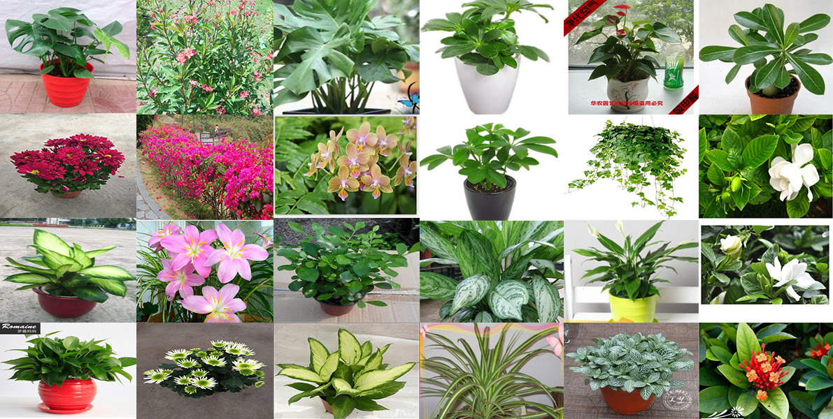 植物墙品种.jpg 植物墙品种.jpg