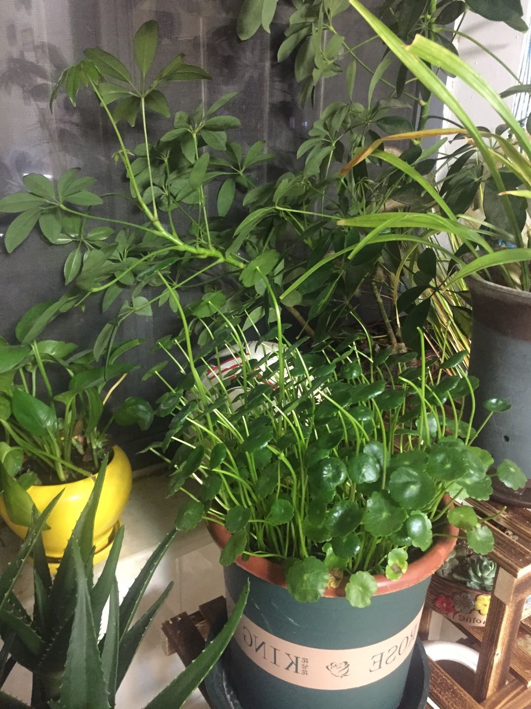 铜钱草_副本.jpg